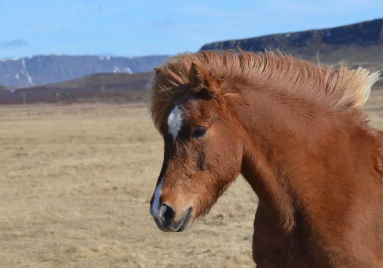 Caballo de Przewalski: el último caballo salvaje y su lucha por sobrevivir