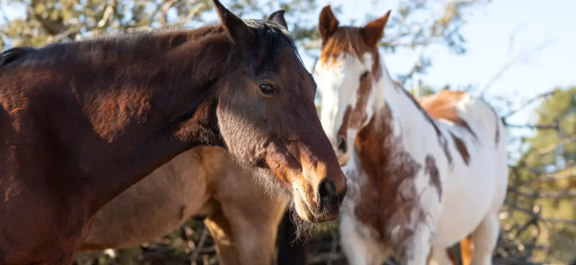 7 curiosidades sobre los caballos que casi nadie conoce